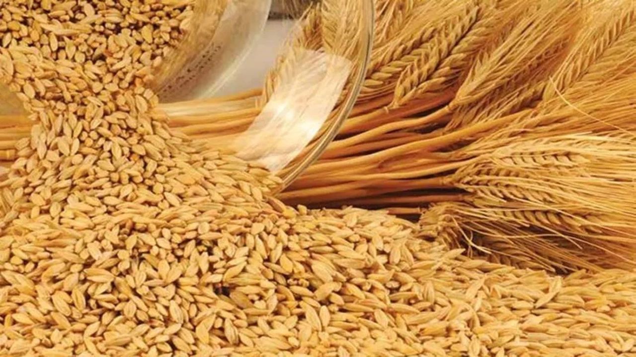 Konya'da Buğday Fiyatında Yeni Rekor!