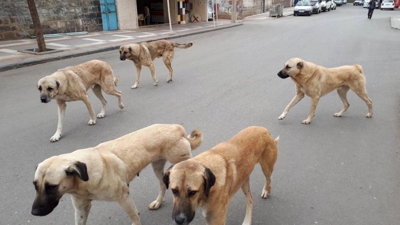 Sokak Köpekleri Çocuğa Saldırdı! Bu Kez Adres Ankara