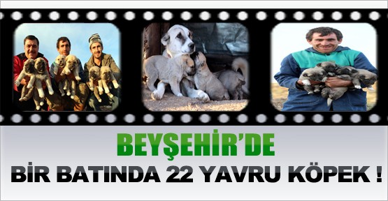 Beyşehir'de Bir Batında 22 Yavru Köpek