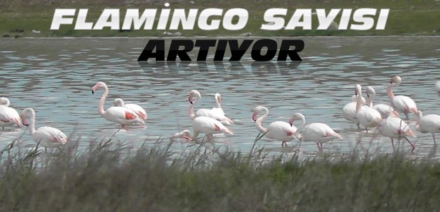Düden Gölünde Flamingo Sayısı Artıyor