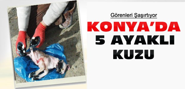Konya'da 5 Ayaklı Kuzu Dünyaya Geldi