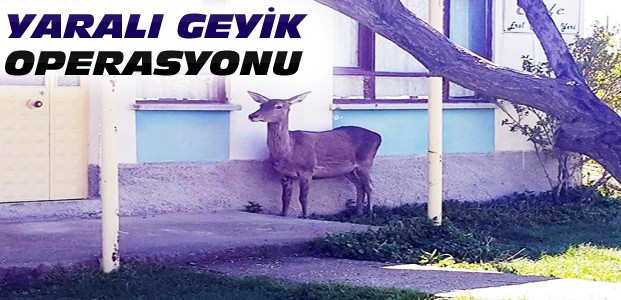 Konya'da Geyik Operasyonu