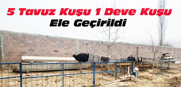 Konya'da Tavus Kuşu Operasyonu