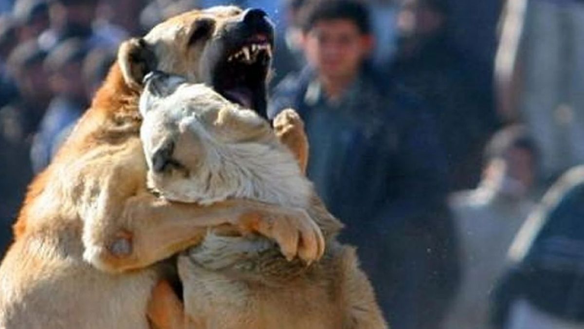 Konya'da Köpek Dövüşüne Suçüstü Yapıldı! Para Cezası Kesildi